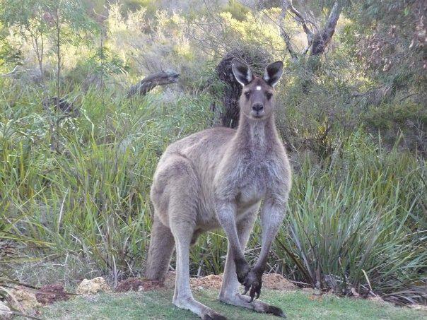 Llewellin'S Guest House Margaret River Luaran gambar